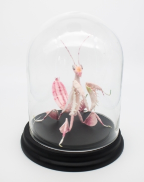 Crepe_Paper_Insects_PaperArt_Praying_orchid_mantis_by_faltmanufaktur11