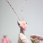 Crepe_Paper_Insects_PaperArt_Praying_orchid_mantis_by_faltmanufaktur13
