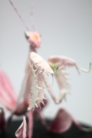 Crepe_Paper_Insects_PaperArt_Praying_orchid_mantis_by_faltmanufaktur14