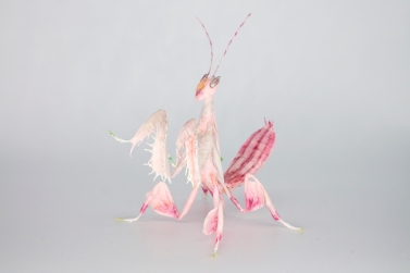 Crepe_Paper_Insects_PaperArt_Praying_orchid_mantis_by_faltmanufaktur16