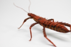 Crepe_Paper_Insects_PaperArt_thorny_devil_StickInsect_by_faltmanufaktur21