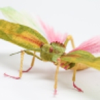 Crepe_Paper_Insects_PaperArt_Tropidacris_Locust_by_faltmanufaktur01 Feature